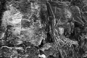 岩石標本｢大谷層ユニットS2層の砂質凝灰岩｣の採取地点｜宇都宮市田下町の自然石
