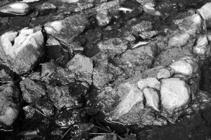岩石標本｢大谷層ユニットI層の細粒凝灰岩｣の採取地点｜宇都宮市瓦谷町の田川